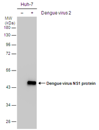 Anti-Dengue virus NS1 protein antibody used in Western Blot (WB). GTX103346